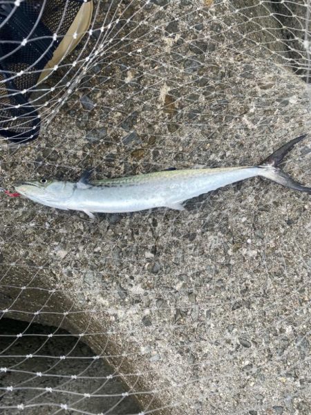 サゴシとアオリイカ