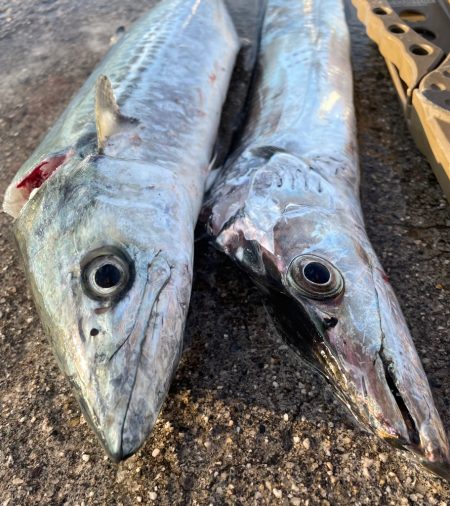 せっかくの、、