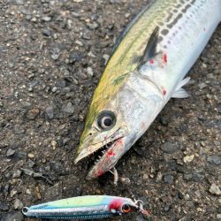 今週もサゴシ好調！