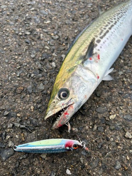 今週もサゴシ好調！