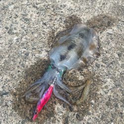 2025 初エギング