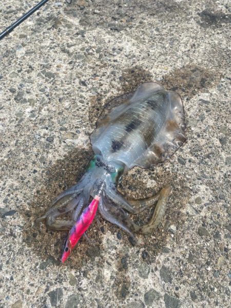 2025 初エギング