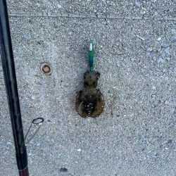 そこそこサイズ