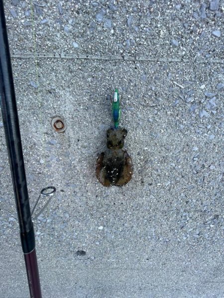 そこそこサイズ