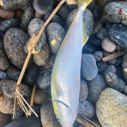 アオリとツバイソ