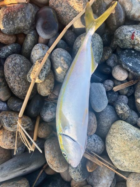 アオリとツバイソ