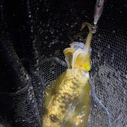 大阪秋エギング最盛期