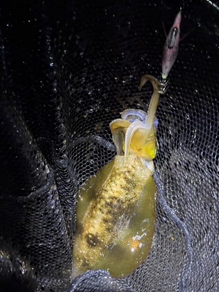 大阪秋エギング最盛期