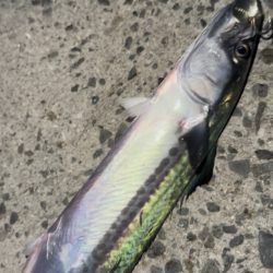 ライトショアジギング