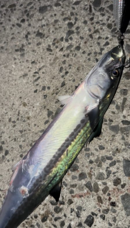 ライトショアジギング