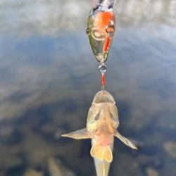 ハゼもそろそろ⁉︎