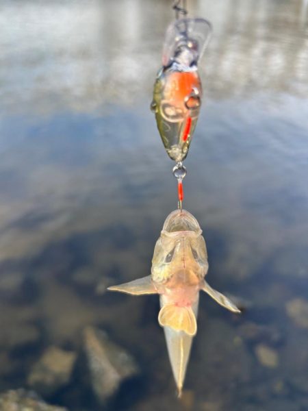 ハゼもそろそろ⁉︎