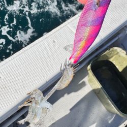 アオリイカ/ティップラン