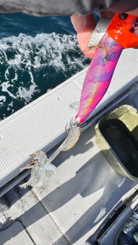 アオリイカ/ティップラン