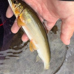 大鮎釣り