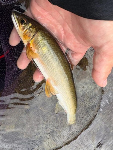 大鮎釣り