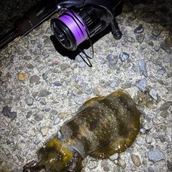 アジングは好調エギングはイカ不在