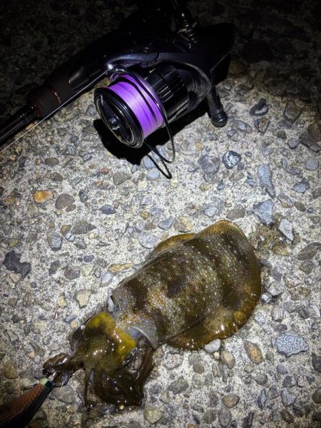 アジングは好調エギングはイカ不在