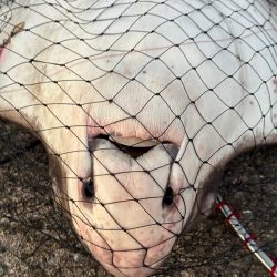 尻尾が付いた座布団でした・・・