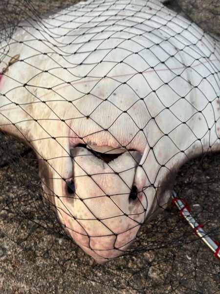 尻尾が付いた座布団でした・・・