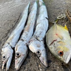 かけれず、、、