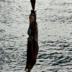 イカも休日と思いたいが…