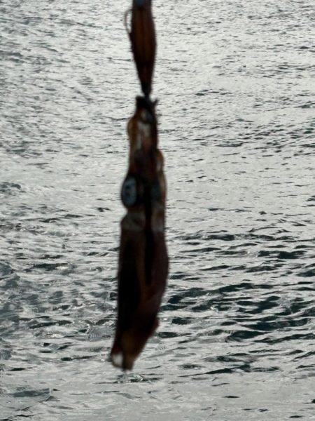 イカも休日と思いたいが…