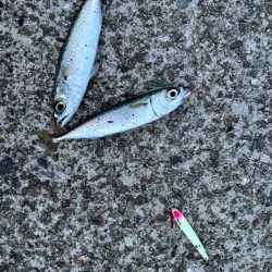 ジグサビキ　30