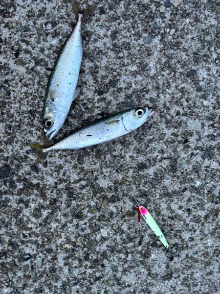 ジグサビキ　30