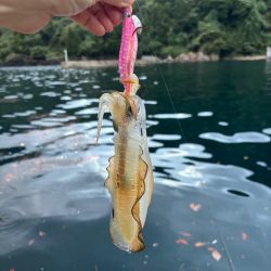 【京都】秋イカ探し