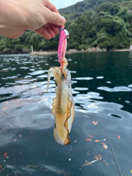 【京都】秋イカ探し