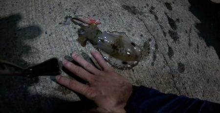 秋イカスタート