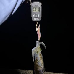 【舞鶴エリア】秋イカ探し