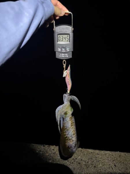 【舞鶴エリア】秋イカ探し