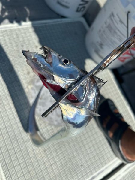 初の紀北ジギング！