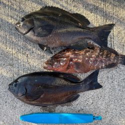 エビ撒きで五目釣り