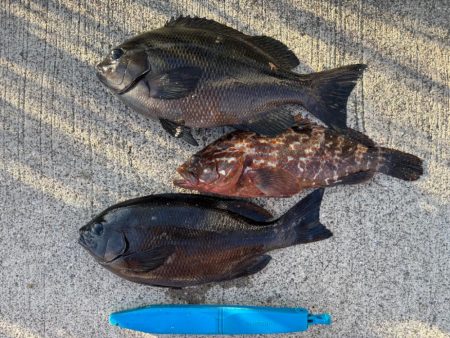 エビ撒きで五目釣り