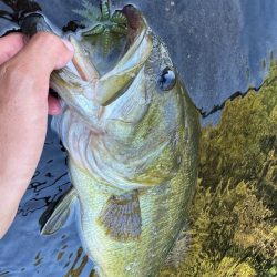 ダブルネックスマンカイフィッシュ！