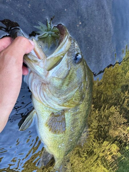 ダブルネックスマンカイフィッシュ！