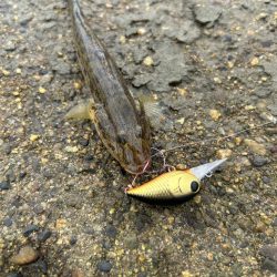 今日はシブい！