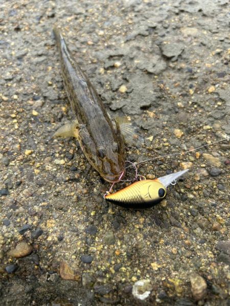 今日はシブい！