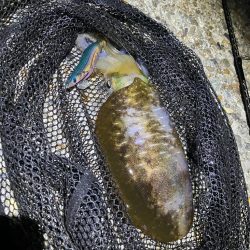 秋🦑釣れました😊