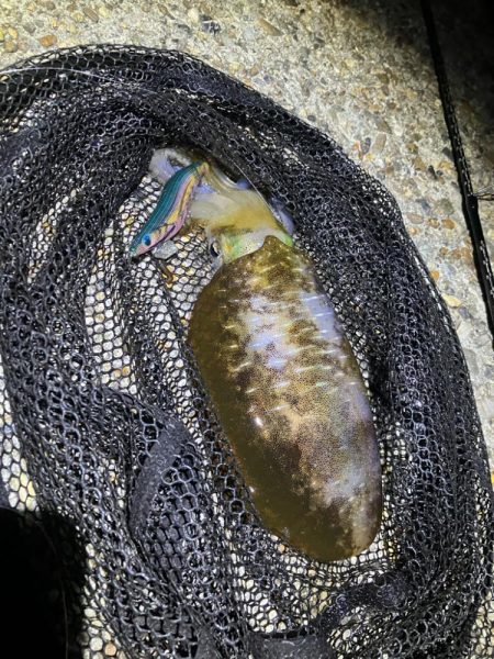 秋🦑釣れましたǶ…