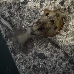 仕事終わりの釣行