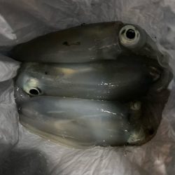 イカのちタチウオ