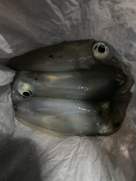 イカのちタチウオ