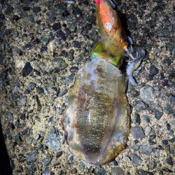 今秋シーズン記録更新