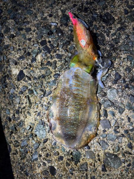 今秋シーズン記録更新