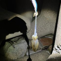 秋🦑楽しい ②