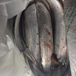 3年ぶりの太刀魚